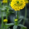 RANUNCULUS Montanus Double-flowered