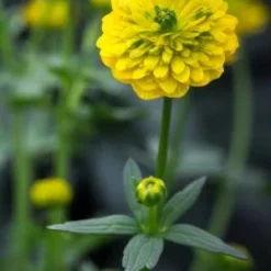 RANUNCULUS Montanus Double-flowered