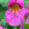 REHMANNIA 'Walberton's Magic Dragon' PBR -UK Garden Supplies Sales Shop rehmannia walberton s magic dragon 5100003