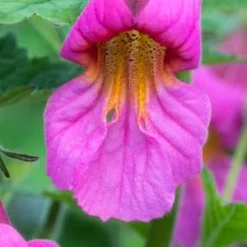 REHMANNIA 'Walberton's Magic Dragon' PBR