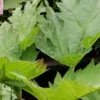 RHEUM Palmatum 2 RHEUM Palmatum -UK Garden Supplies Sales Shop rheum palmatum 5260698 3