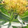 RHODIOLA Rosea -UK Garden Supplies Sales Shop rhodiola rosea 4232084