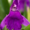 ROSCOEA Purpurea -UK Garden Supplies Sales Shop roscoea purpurea 6230030