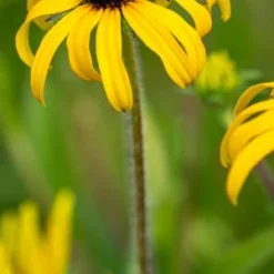 RUDBECKIA Fulgida 'American Gold Rush' PBR