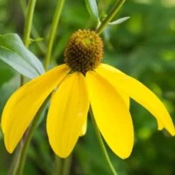 RUDBECKIA Laciniata 'Herbstsonne'