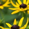 RUDBECKIA 'Little Goldstar' PBR -UK Garden Supplies Sales Shop rudbeckia little goldstar 8090129