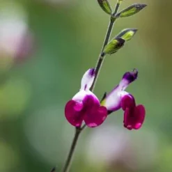 SALVIA 'Amethyst Lips' PBR -UK Garden Supplies Sales Shop salvia amethyst lips web 8021109