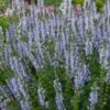 SALVIA Sylvestris 'Crystal Blue' PBR (Color Spires Series) -UK Garden Supplies Sales Shop salvia chrystal blue
