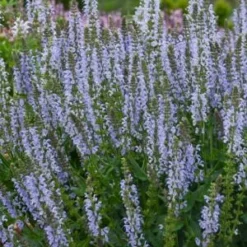 SALVIA Sylvestris 'Crystal Blue' PBR (Color Spires Series)