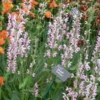 SALVIA 'Eveline' PBR -UK Garden Supplies Sales Shop salvia eveline 5260626