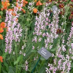 SALVIA 'Eveline' PBR