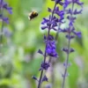 SALVIA 'Indigo Spires' -UK Garden Supplies Sales Shop salvia indigo spires 8040750