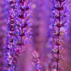 SALVIA Nemorosa 'Caradonna'