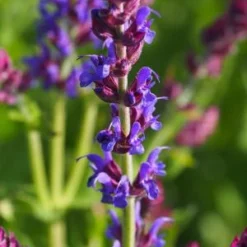 SALVIA Nemorosa 'Ostfriesland'