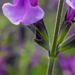 SALVIA Oriental Dove ('Dysmau')