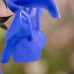 SALVIA Patens 'Guanajuato'