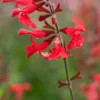 SALVIA 'Silke's Dream'