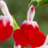 SALVIA 'Hot Lips' -UK Garden Supplies Sales Shop salvia x jamensis hot lips 020007
