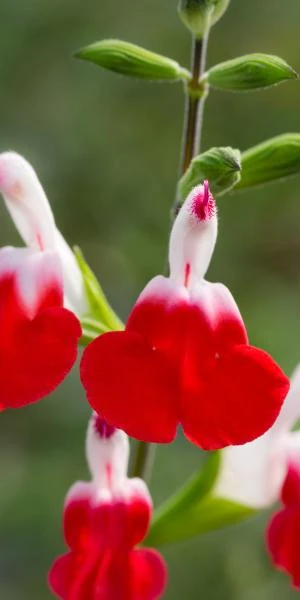 SALVIA 'Hot Lips' 3 SALVIA 'Hot Lips'