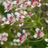 SAXIFRAGA Southside Seedling Group -UK Garden Supplies Sales Shop saxifraga southside seedling 5010136