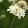 SCABIOSA Columbaria Ssp. Ochroleuca -UK Garden Supplies Sales Shop scabiosa columbaria susp 2