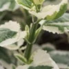 SCROPHULARIA Auriculata 'Variegata' -UK Garden Supplies Sales Shop schrophularia auriculata 4181685