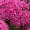 HYLOTELEPHIUM 'Carl' -UK Garden Supplies Sales Shop sedum carl 9120213