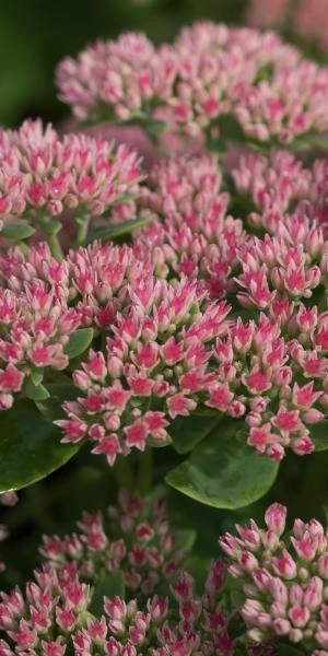 HYLOTELEPHIUM Herbstfreude Group 'Herbstfreude' 4 HYLOTELEPHIUM Herbstfreude Group 'Herbstfreude' - Image 2