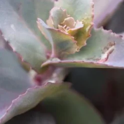 HYLOTELEPHIUM Telephium Atropurpureum Group 'Karfunkelstein' -UK Garden Supplies Sales Shop sedum tele