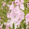 SIDALCEA 'Elsie Heugh' -UK Garden Supplies Sales Shop sidalcea elsie heugh 7140054 2
