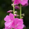 SIDALCEA 'Rose Queen' -UK Garden Supplies Sales Shop sidalcea rose queen 290233 3