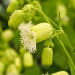 SILENE Fimbriata -UK Garden Supplies Sales Shop silene fimbriata 2688