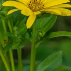 SILPHIUM Perfoliatum 'J. S. Maya'
