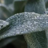 STACHYS Byzantina 'Silver Carpet' -UK Garden Supplies Sales Shop stachys byzantina silver carpet 030731