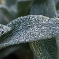STACHYS Byzantina 'Silver Carpet'