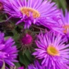 SYMPHYOTRICHUM Novae-belgii 'Purple Dome' -UK Garden Supplies Sales Shop symphyotrichum novae angliae purple dome 200326