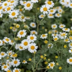 TANACETUM Niveum 'Jackpot'