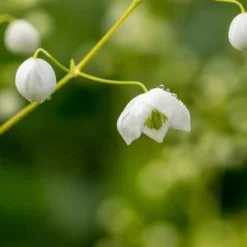 THALICTRUM 'Splendide White' ('Fr21034'PBR)