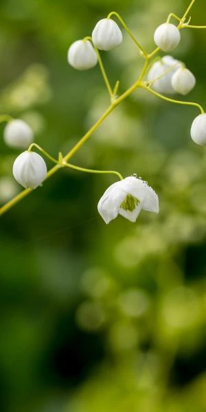 THALICTRUM 'Splendide White' ('Fr21034'PBR) 3 THALICTRUM 'Splendide White' ('Fr21034'PBR)