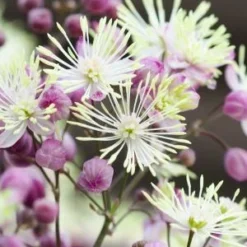 THALICTRUM 'Elin' 7 THALICTRUM 'Elin' -UK Garden Supplies Sales Shop thalictrum elin 6230078 2
