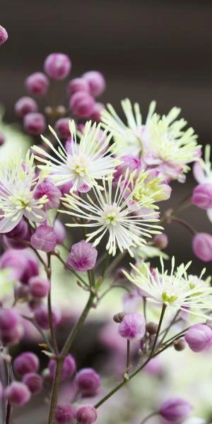 THALICTRUM 'Elin' 5 THALICTRUM 'Elin' - Image 3
