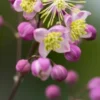 THALICTRUM 'Elin' -UK Garden Supplies Sales Shop thalictrum elin 6240330