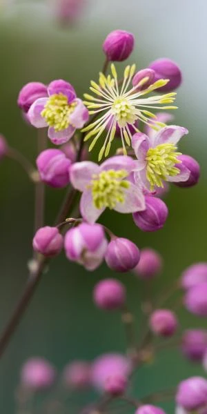THALICTRUM 'Elin' 3 THALICTRUM 'Elin'