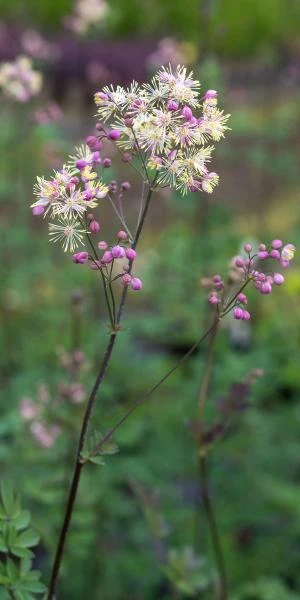 THALICTRUM 'Elin' 4 THALICTRUM 'Elin' - Image 2