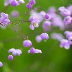 THALICTRUM 'Splendide'