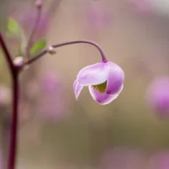 Front Page -UK Garden Supplies Sales Shop thalictrum splendide p9190297