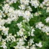 THALICTRUM Tuberosum