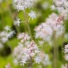 TIARELLA Cordifolia -UK Garden Supplies Sales Shop tiarella cordifolia 4181649