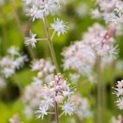 TIARELLA Cordifolia