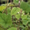 TIARELLA Polyphylla 'Filigran' -UK Garden Supplies Sales Shop tiarella filigran 3090370